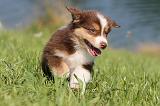 BERGER AUSTRALIEN PUPPIES 098